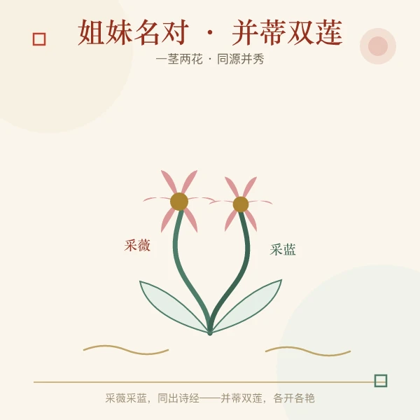 双胞胎姐妹名对并蒂双莲